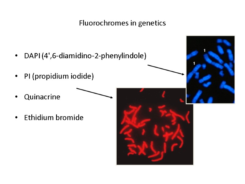 Fluorochromes in genetics DAPI (4',6-diamidino-2-phenylindole) PI (propidium iodide) Quinacrine Ethidium bromide